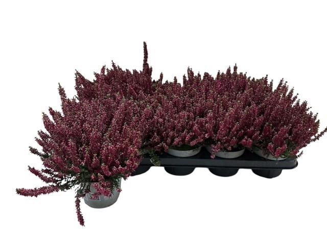 <h4>CALLU BL SCARL EARLY</h4>