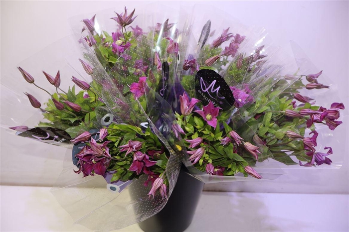 <h4>Clem Amazing Kyiv</h4>