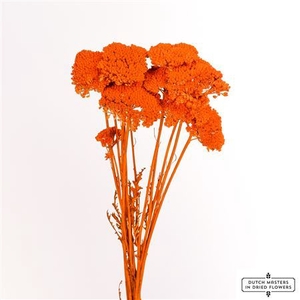 Dried Achillea X5 Orange Bunch