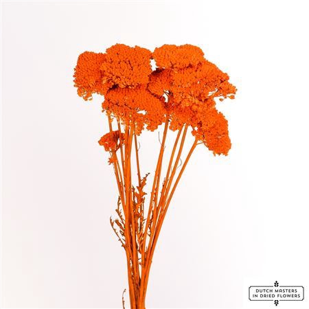 <h4>Dried Achillea X5 Orange Bunch</h4>