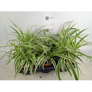 Chlorophytum com. 'Vittatum'