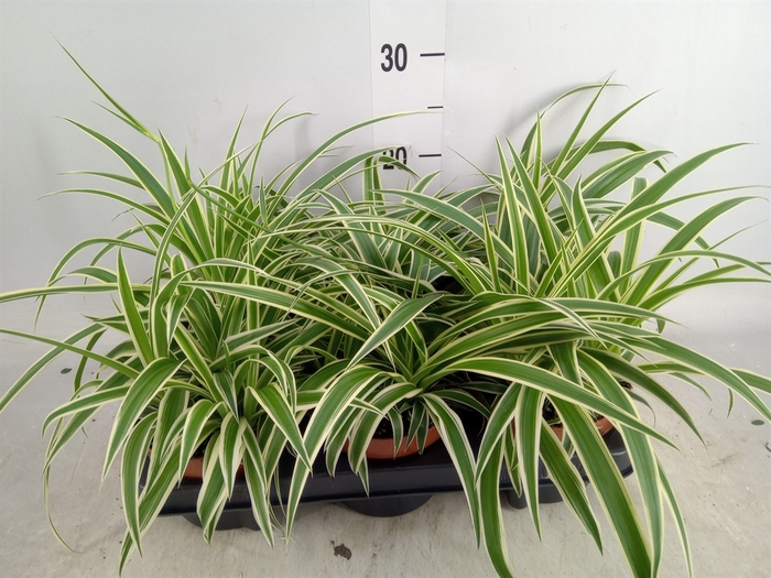 <h4>Chlorophytum com. 'Vittatum'</h4>