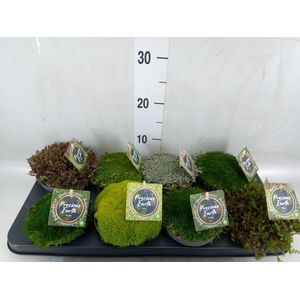 Vaste pltn   ...       [Perennials]