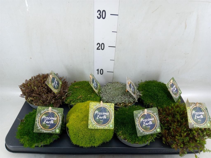 <h4>Vaste pltn   ...       [Perennials]</h4>