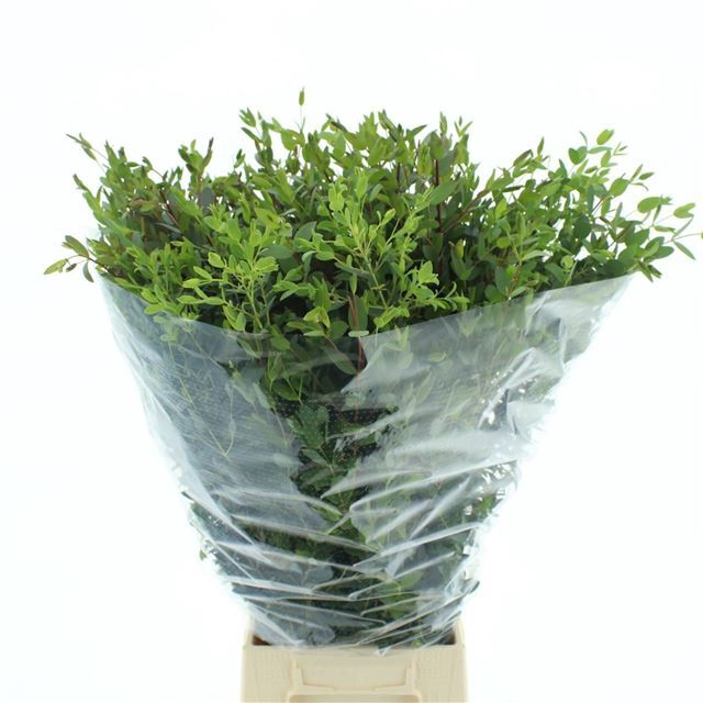 <h4>EUC PARVIFOLIA P BS</h4>