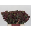 Leucadendron Senorita