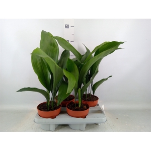 Aspidistra elat.