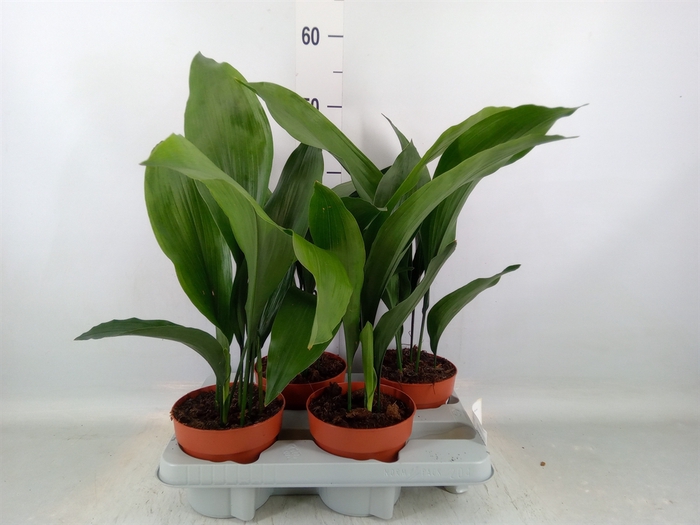<h4>Aspidistra elat.</h4>