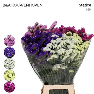 Limonium sinuatum 'Mix'