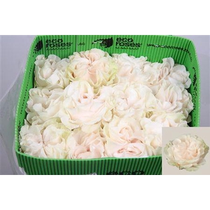 R Gr Cotton X-pression Ec