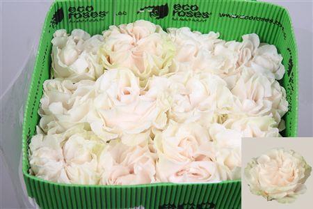 <h4>R Gr Cotton X-pression Ec</h4>
