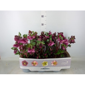Helleborus  'Fkiss Charmer'