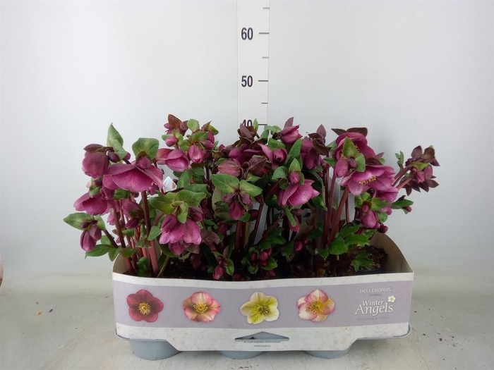 <h4>Helleborus 'Fkiss Charmer'</h4>