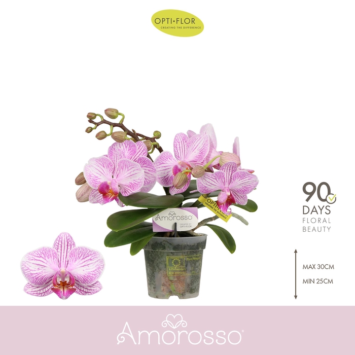 <h4>Amorosso Merlini 3 spike</h4>