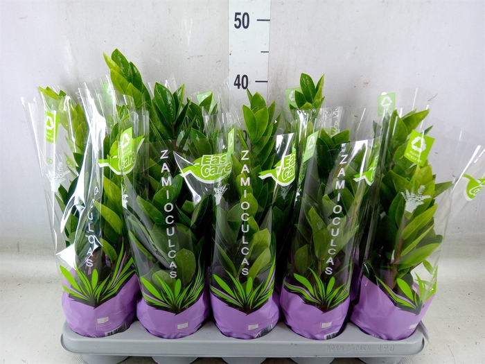 <h4>Zamioculcas zamiifolia</h4>