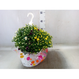 Chrysanthemum  'Skyfall'  ..mix