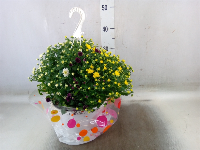 <h4>Chrysanthemum  'Skyfall'  ..mix</h4>