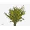 Conif.thuja Zebrina