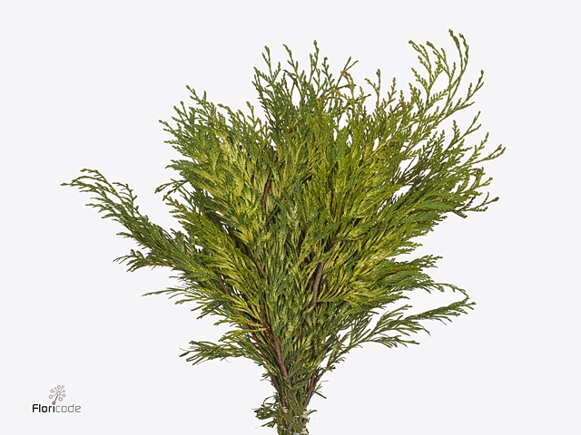Conif.thuja Zebrina
