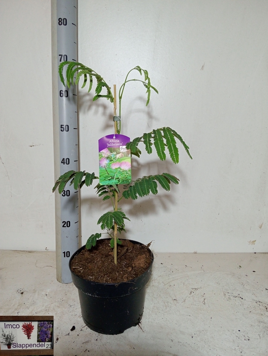 <h4>ALBI JULIBRISSIN</h4>