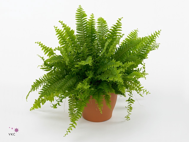 Nephrolepis exal. 'Green Moment'