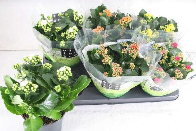 <h4>KAL GE GEM 5 KL</h4>