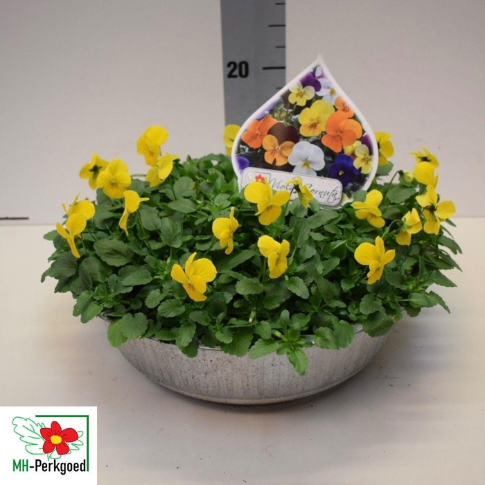 <h4>VIO CO SORBET GEM</h4>