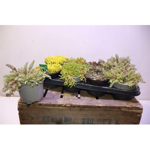 Sedum Ov
