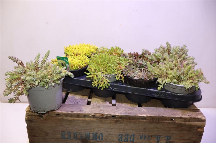 <h4>Sedum Ov</h4>