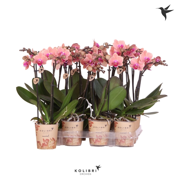 <h4>Kolibri Orchids Phalaenopsis Orange 2 spike</h4>
