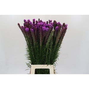 Liatris Spicata
