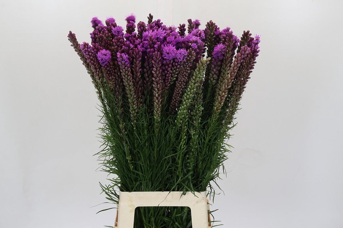 <h4>Liatris Spicata</h4>