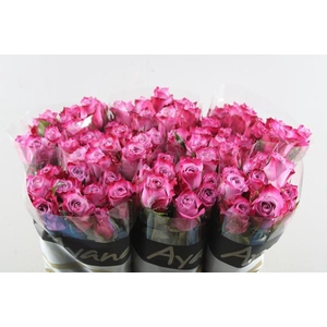 R Gr Deep Purple L 60