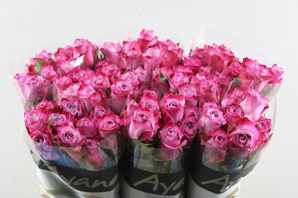 <h4>R Gr Deep Purple L 60</h4>