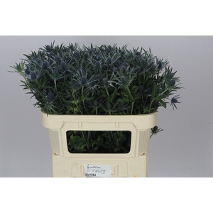 Eryngium Blue Angel