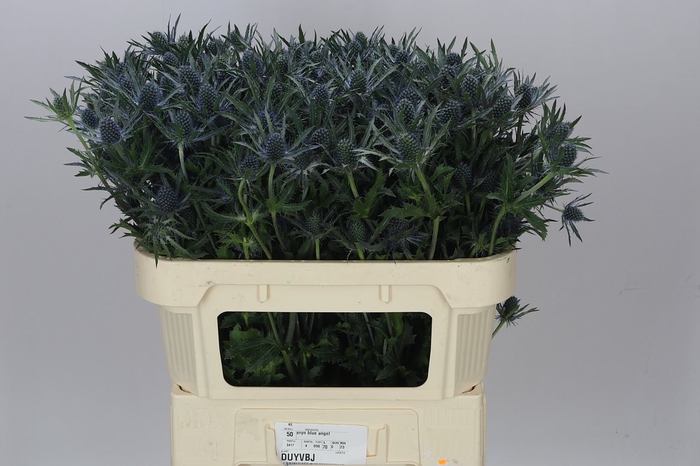 <h4>Eryngium Blue Angel</h4>
