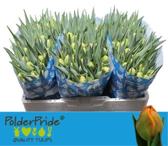 <h4>Tulipa do icoon</h4>