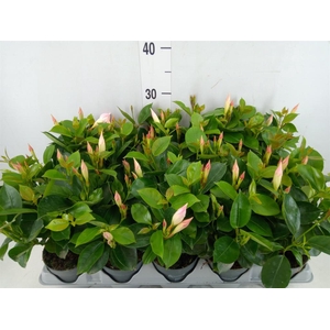 Mandevilla am. 'Sundav White'