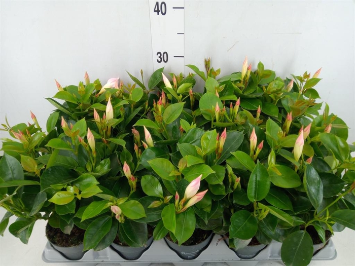 <h4>Mandevilla am. 'Sundav White'</h4>