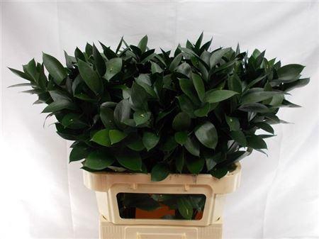 <h4>Ruscus Hypophyllum</h4>