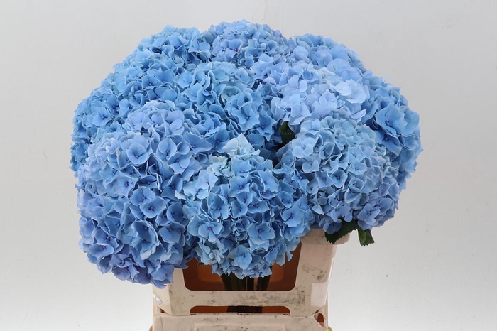 <h4>Hydr M Ch Challen Bl</h4>