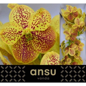 Vanda Banana Spots