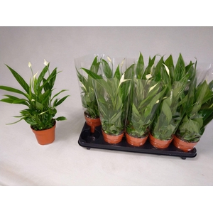 Spathiphyllum Alana