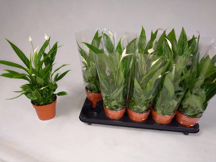 <h4>Spathiphyllum Alana</h4>