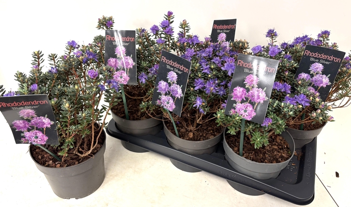 <h4>RHOD BLUE SILVER</h4>