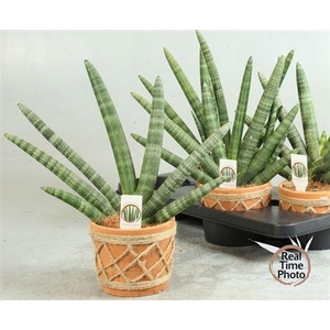 Sansev Cy Handshake Decopot