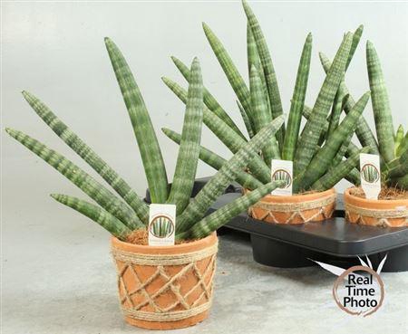 <h4>Sansev Cy Handshake Decopot</h4>