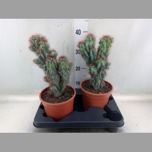 Cereus per. 'Monstrosus'