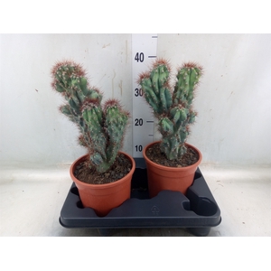 Cereus per. 'Monstrosus'