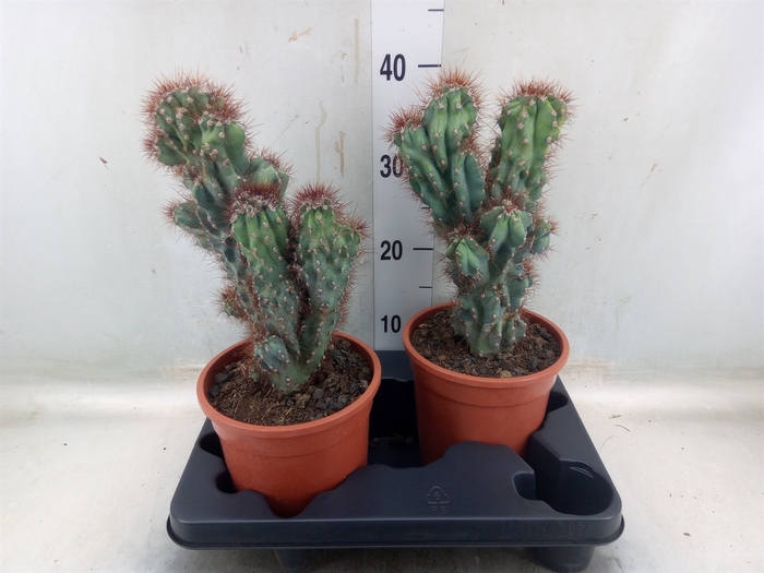 <h4>Cereus per. 'Monstrosus'</h4>